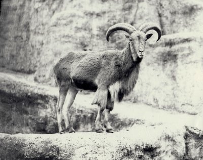 1915年5月、ロンドン動物園のMappinテラスにいるオスのバーバリ羊 作： Frederick William Bond